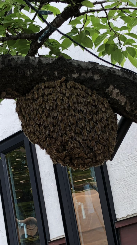 「大量のミツバチが飛んでいる！」との連絡に大仙市でハチ駆除してきました！