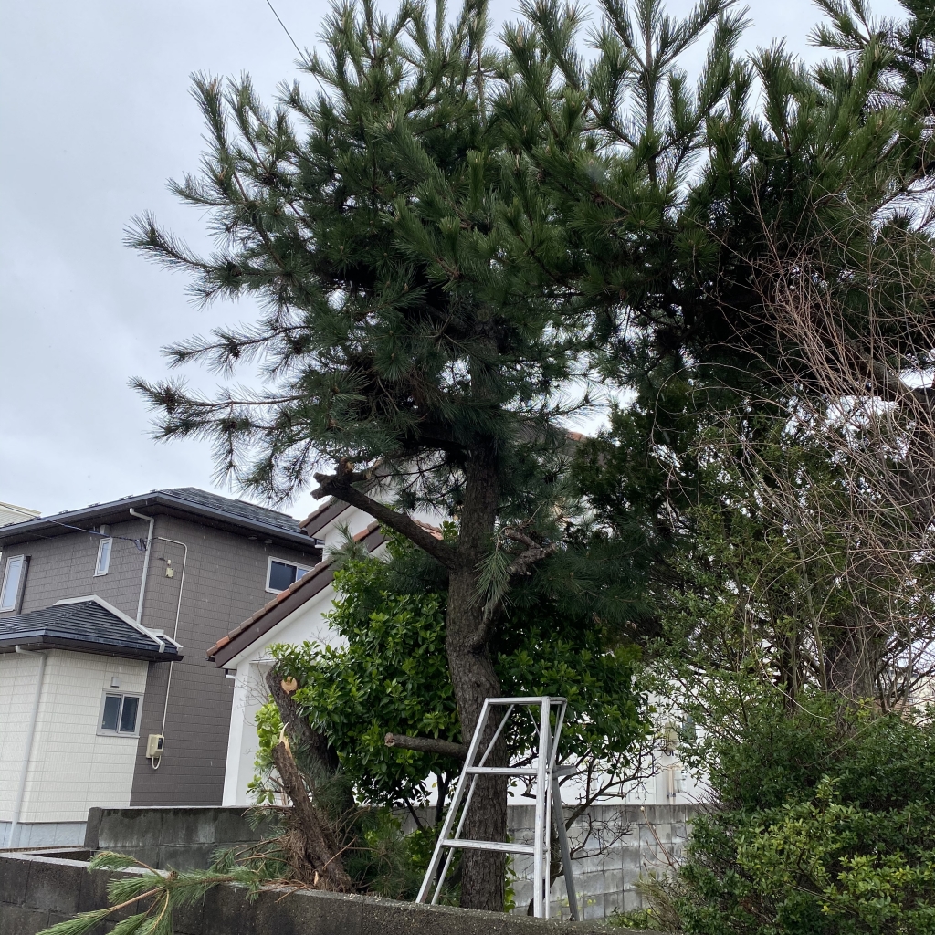 隣の家に迷惑かけたくないので伐採して欲しい！秋田市新屋で松の木伐採