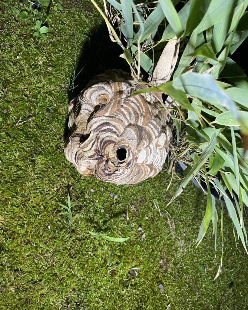 秋田市スズメバチ駆除！御野場コガタスズメバチ！