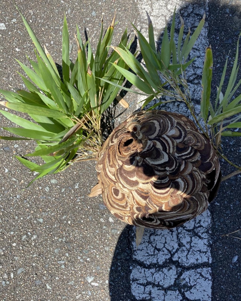 秋田市新屋スズメバチ駆除