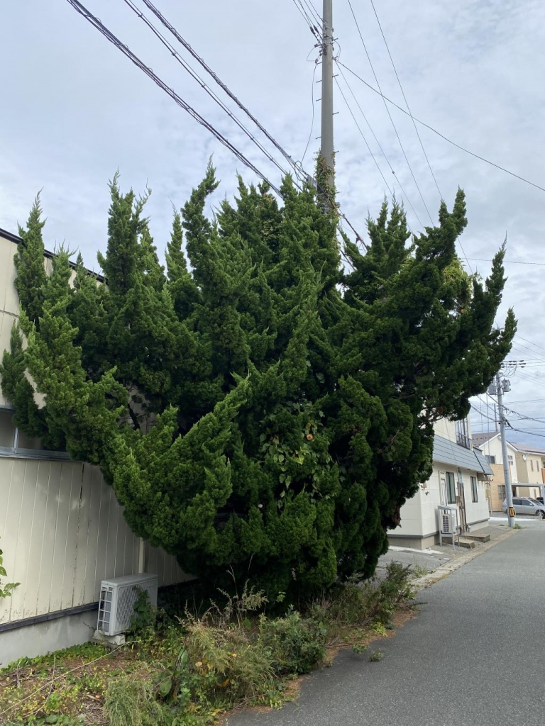 秋田市剪定作業