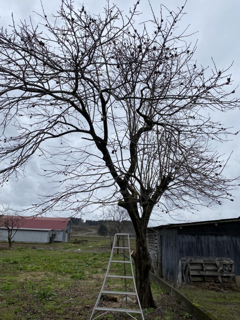 秋田市柿の木伐採！