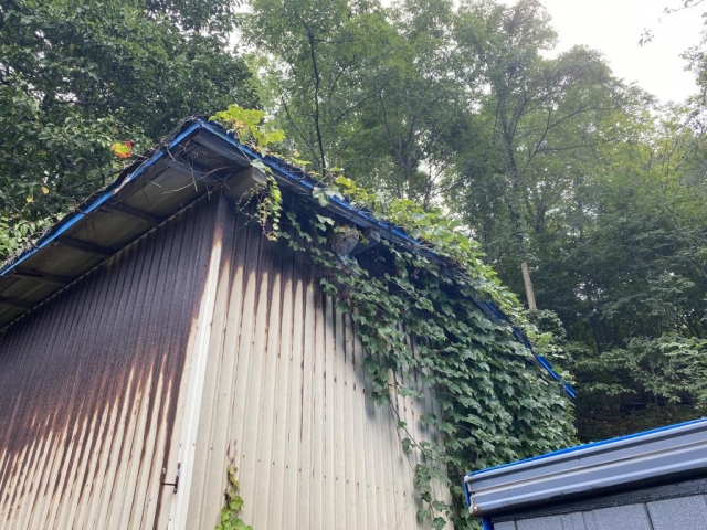 秋田市スズメバチ駆除!