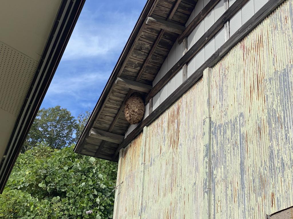 秋田市でのスズメバチ駆除作業！！