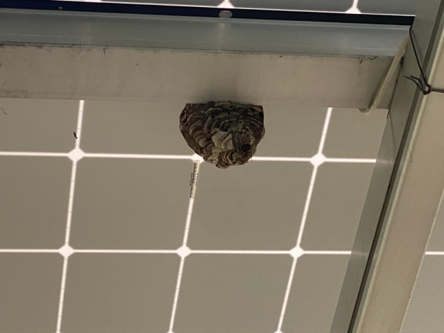 ソーラーパネルに!?秋田スズメバチ駆除!