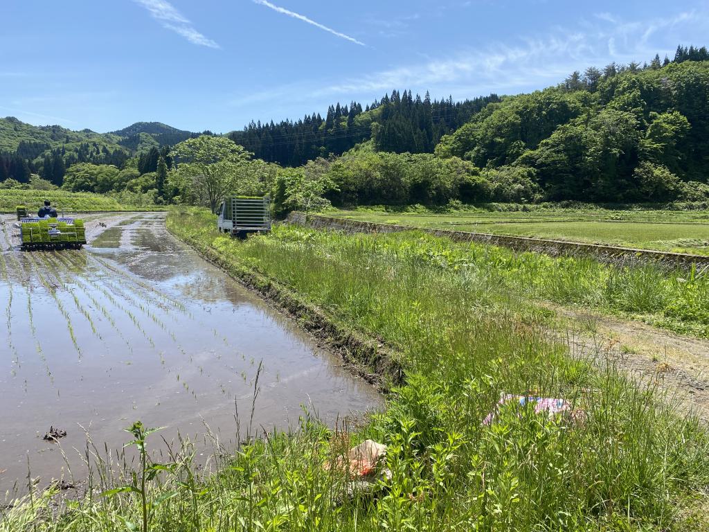 農業作業お手伝い