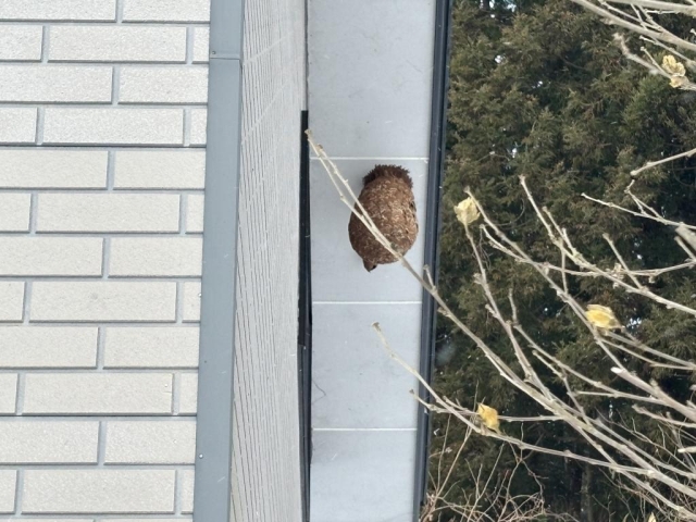 秋田市スズメバチ駆除！