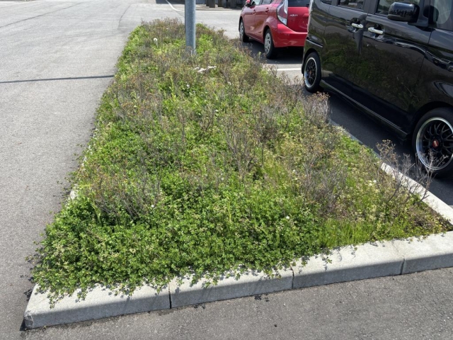 秋田市除草作業！