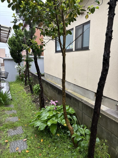 庭木伐採作業！