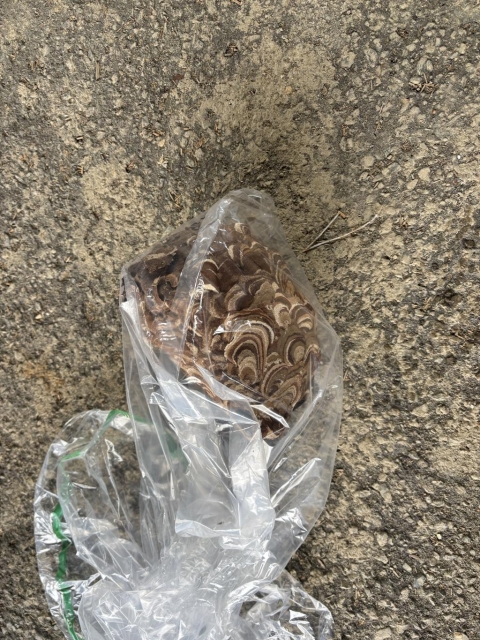 スズメバチ駆除!