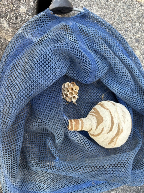 秋田市スズメバチ駆除